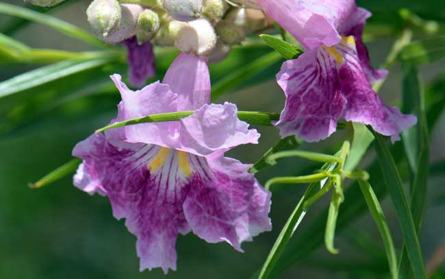 Chilopsis linearis, Desert Willow, Southwest Desert Flora